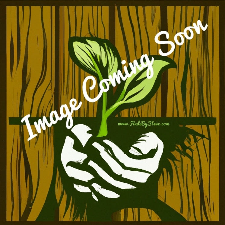 Salsify (Tragopogon porrifolius)