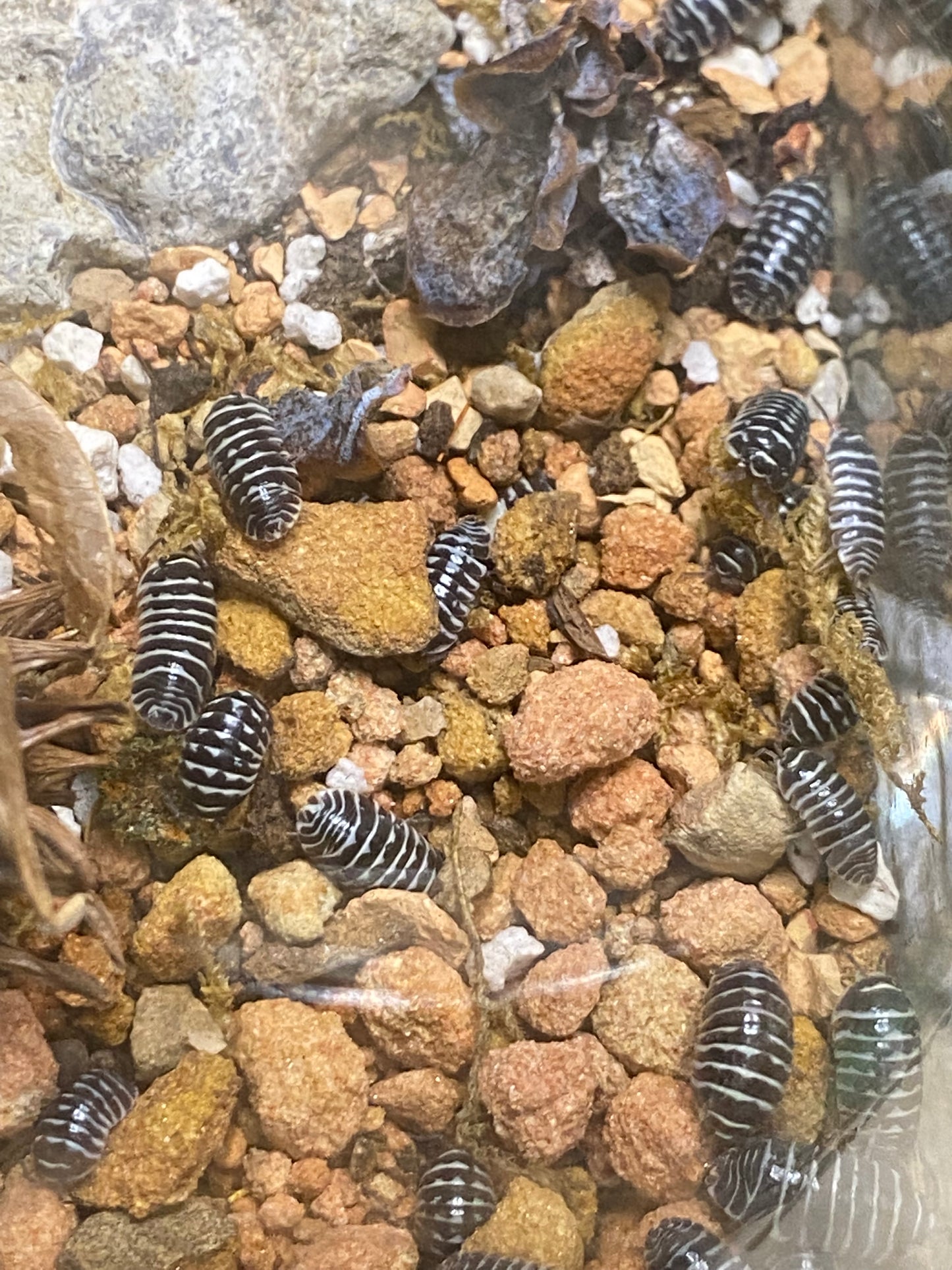 Live Isopods