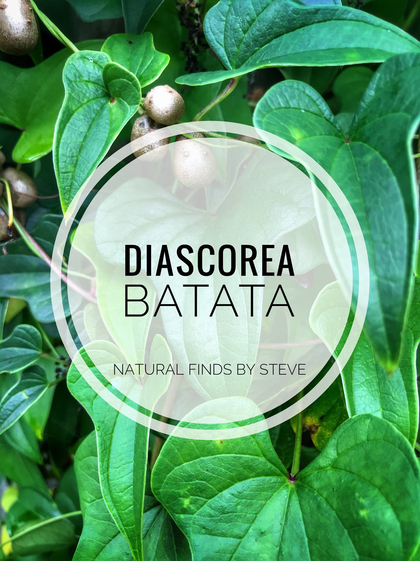 Diascorea Batata (Air Potato) Bulbs 2024