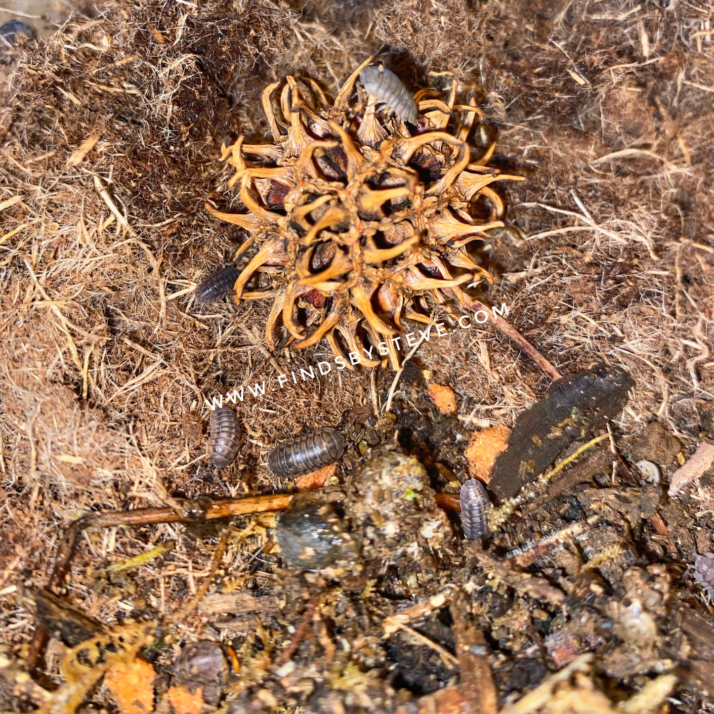 Live Isopods