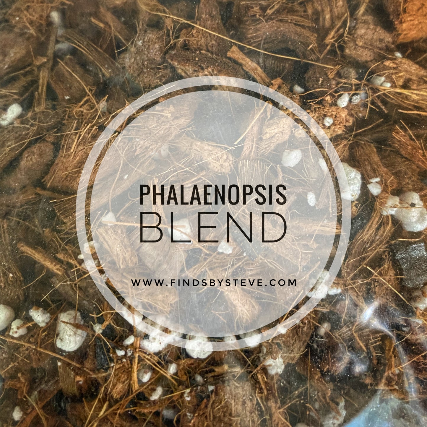 Steve’s Phalaenopsis Blend