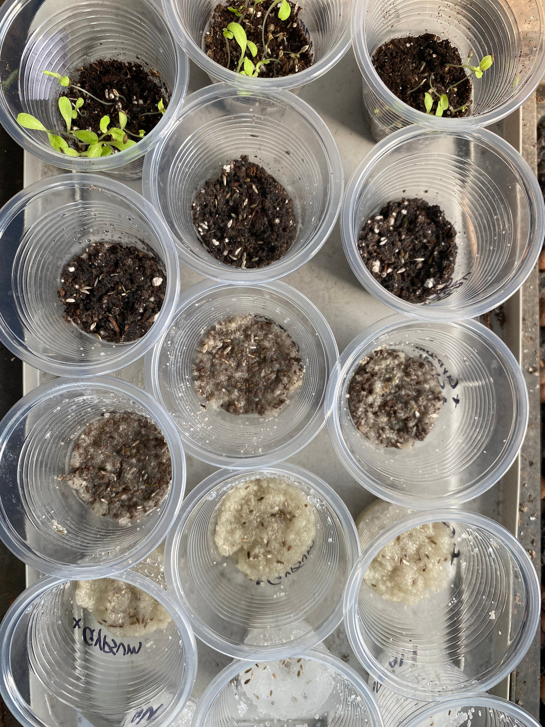 Seed Germination in an Artificial Medium: How Sodium Polyacrylate Inhibits Germination Rates