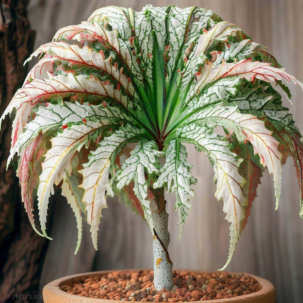 Begonia Radiiumbellata “Mermaid’s Mane”