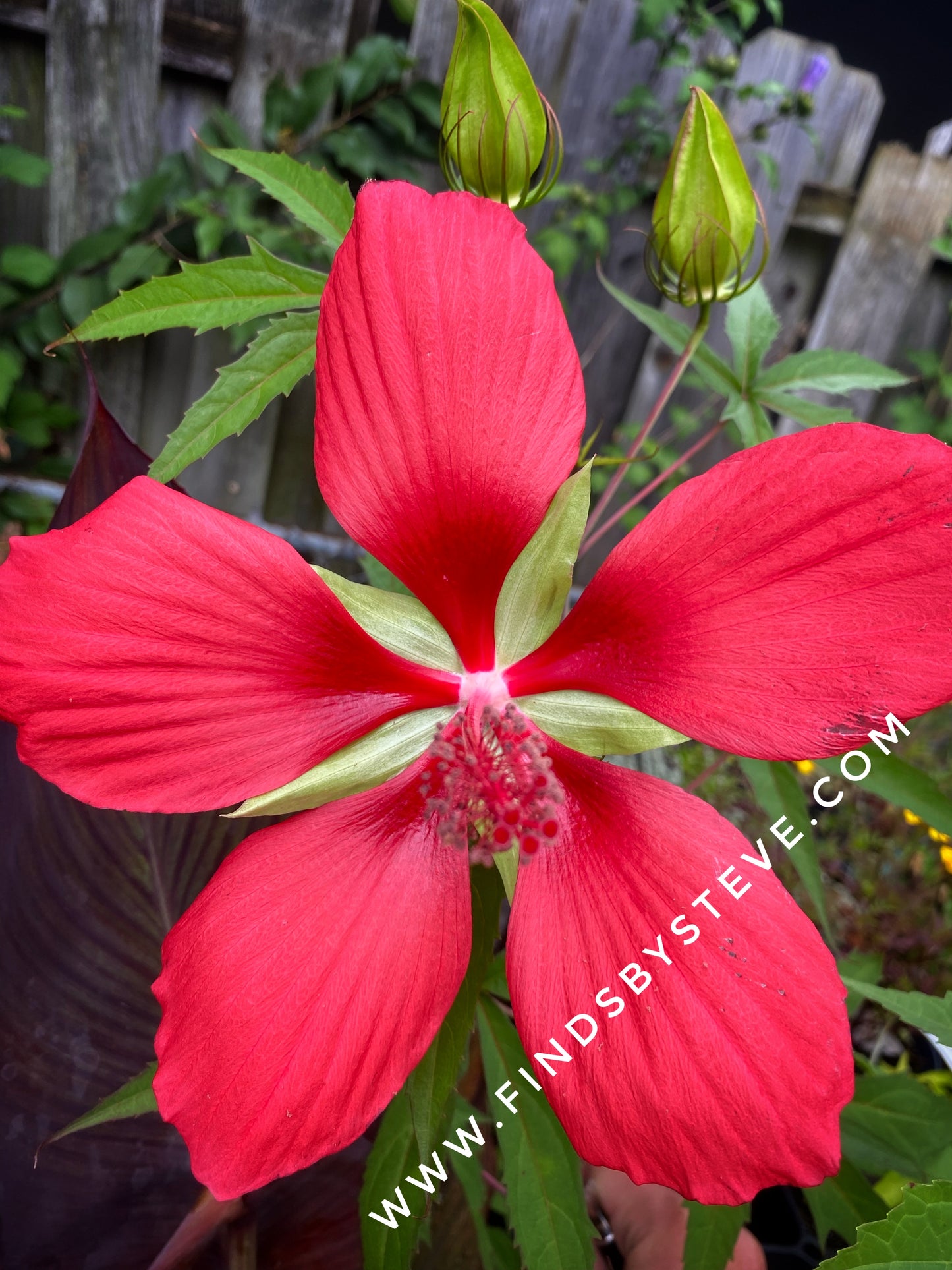 Texas Star Hibiscus