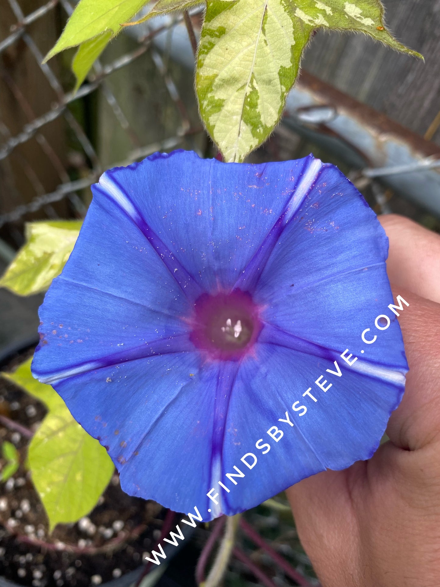 Morning Glory - Blue Speckle Blend