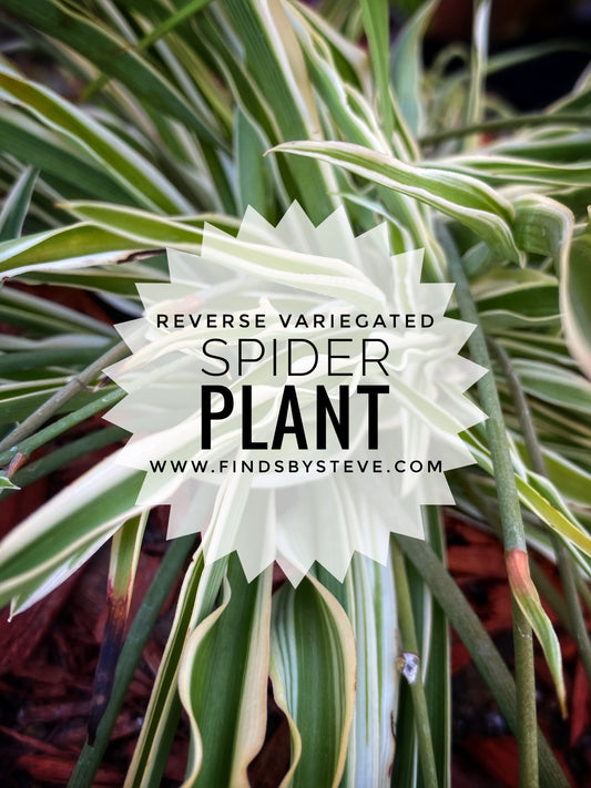Spider Plant - Reverse Variegated