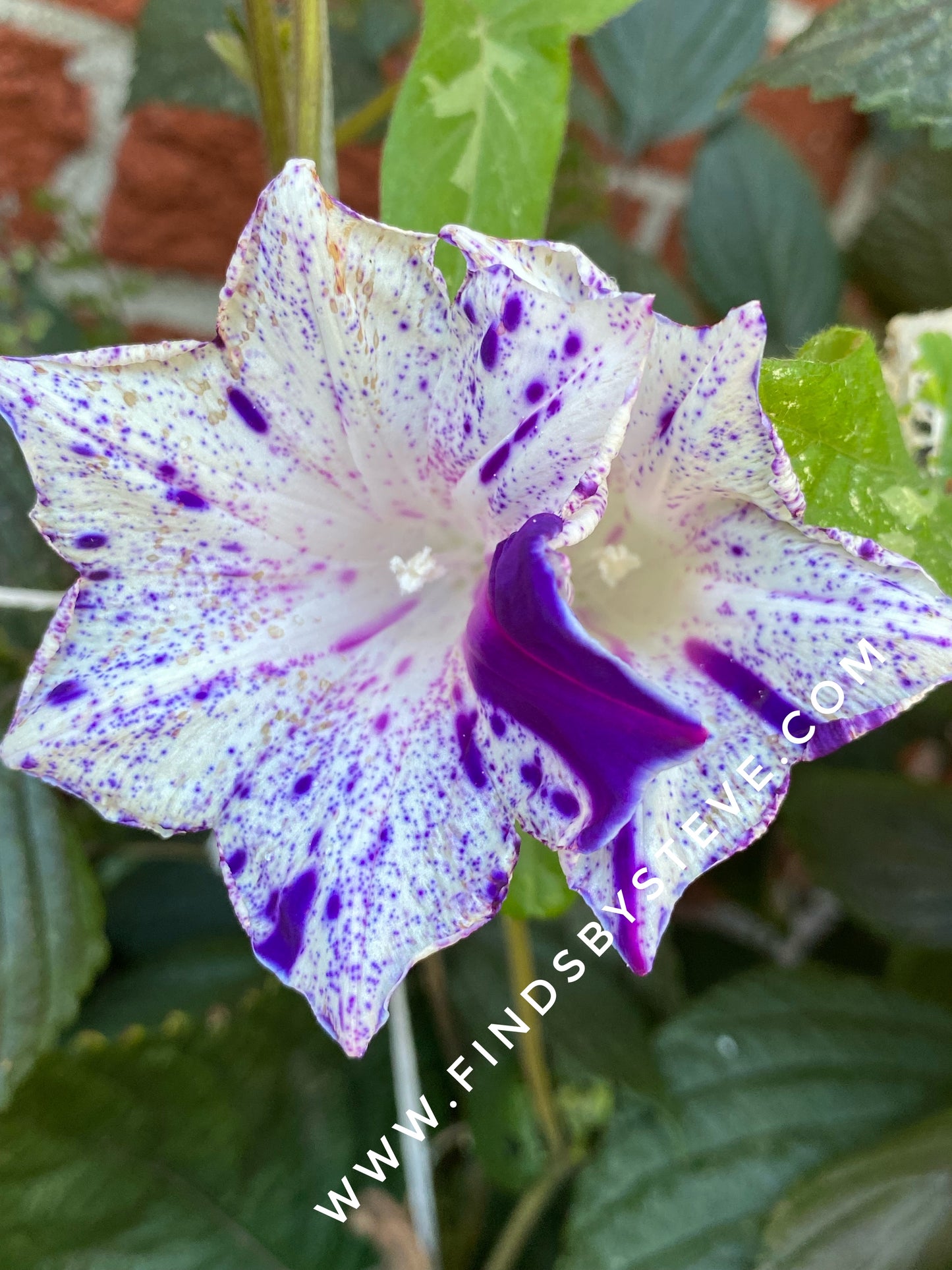 Morning Glory - Blue Speckle Blend