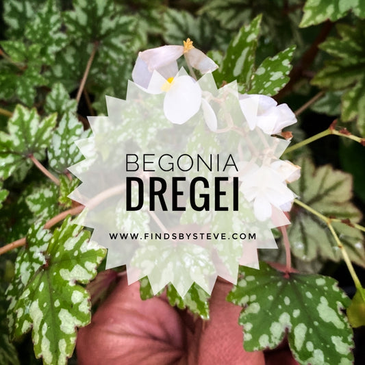 Begonia Dregei