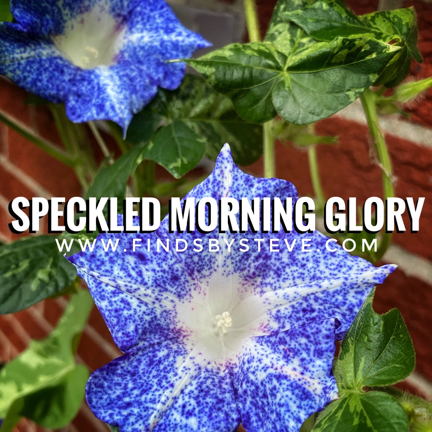 Morning Glory - Blue Speckle Blend