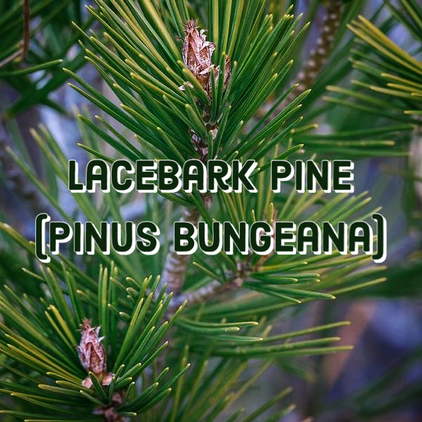 Pinus Bungeana (Lacebark Pine)