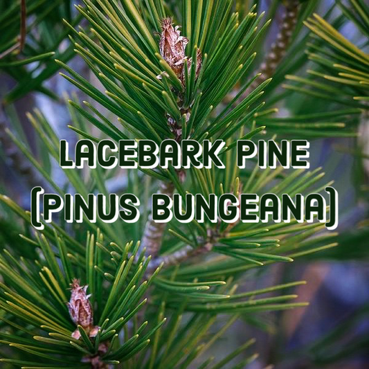 Pinus Bungeana (Lacebark Pine)