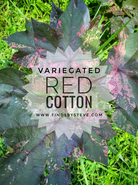 Variegated Red Cotton