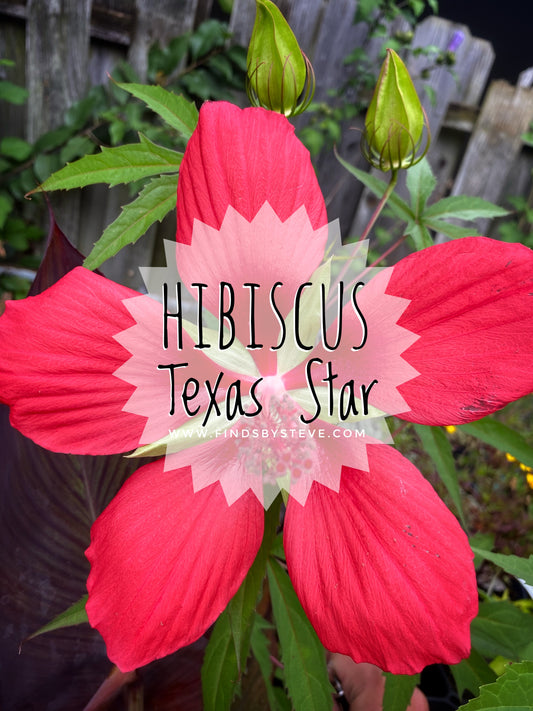 Texas Star Hibiscus