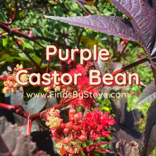 Purple Castor Bean (Ricinus communis)