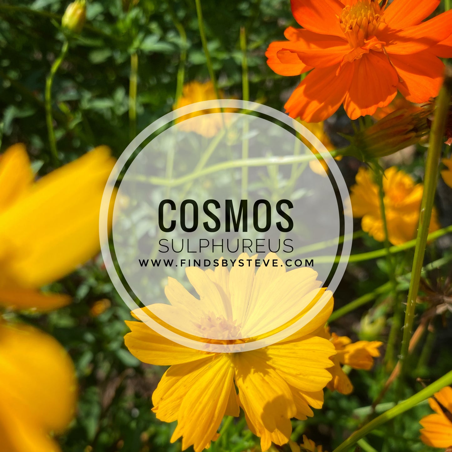 Sulfur Cosmos (Cosmos sulphureus) - Mixed Orange/Yellow