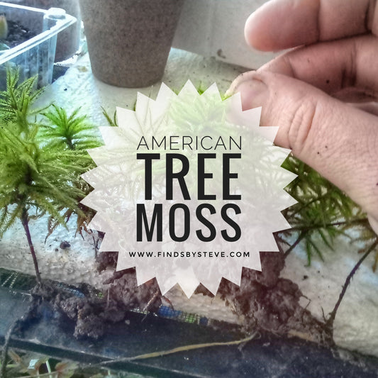 American Tree Moss - Climacium Americanum