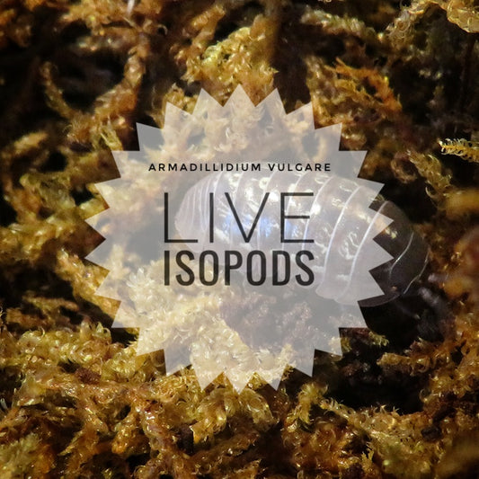 Live Isopods