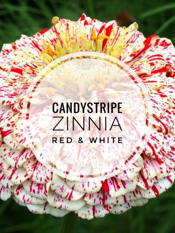 Zinnia - Candy Stripe (Zinnia Elegans) Red & White