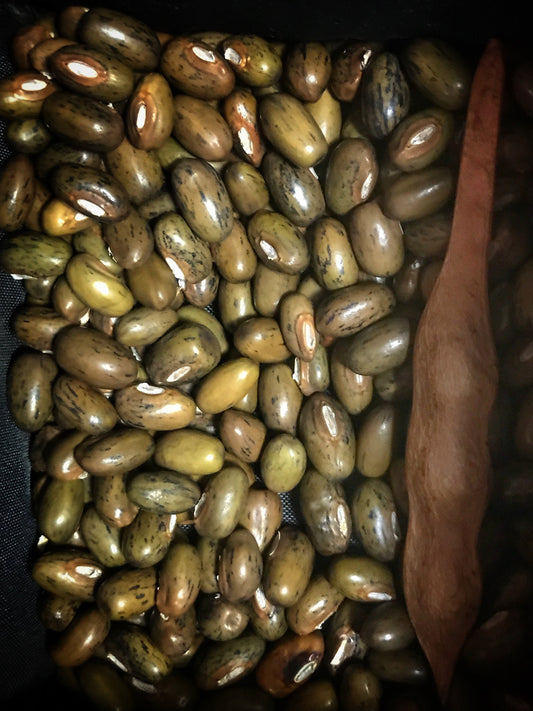 Kentucky Wisteria (Macrostachia) Fresh 2023 Harvest Seed