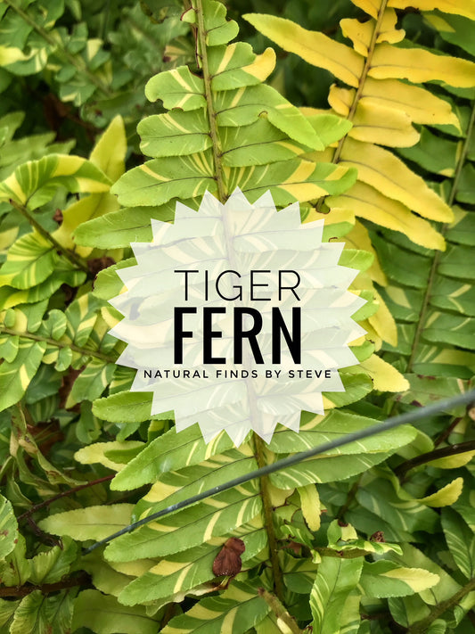 Variegated Tiger Fern
