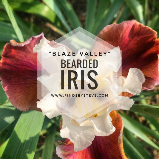 Bearded Iris (Blaze Valley) - Rare