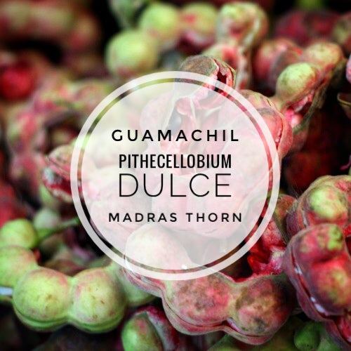 Guamachil - Pithecellobium Dulce