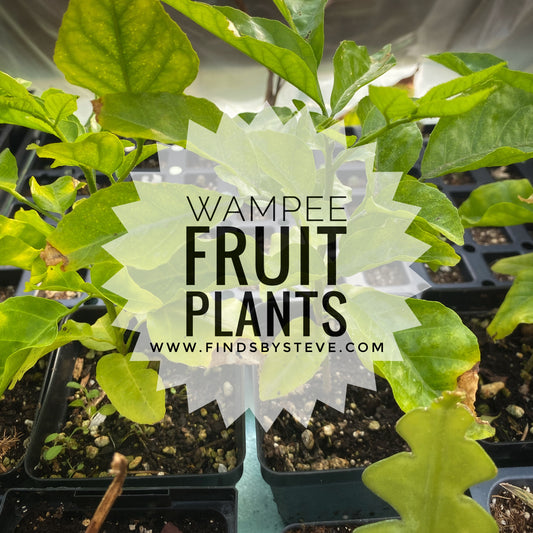 Wampee Fruit - Clausena Lansium