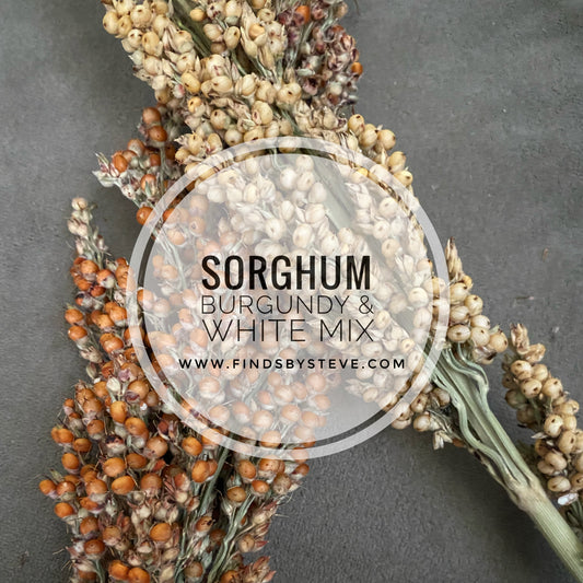 Sorghum (Burgundy & White Mix)