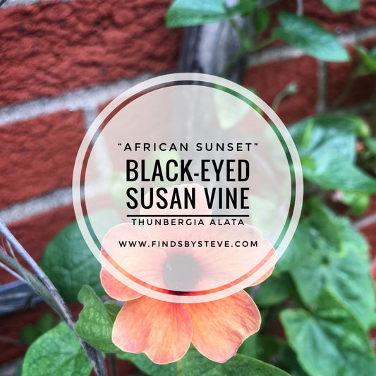 Black Eyed Susan Vine (African Sunset)